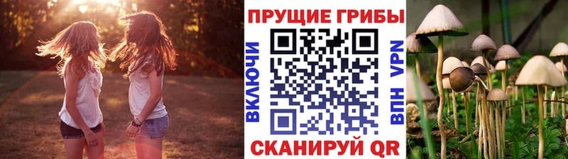 Псилоцибиновые грибы прущие грибы  Новосокольники 